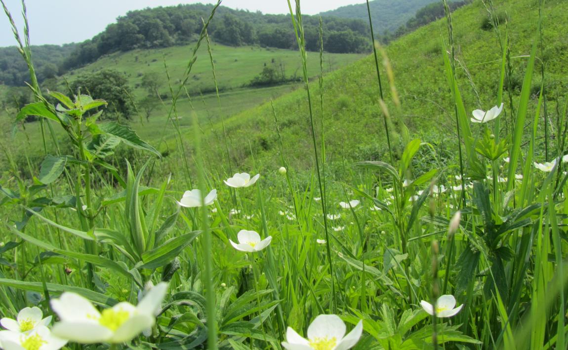 Tunnelville Cliffs Mississippi Valley Conservancy