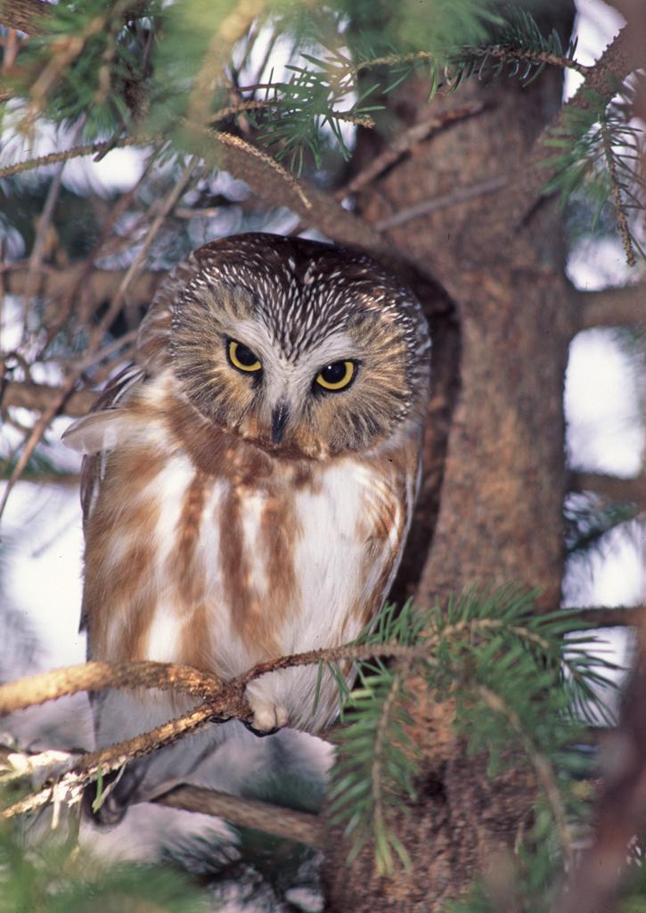 Northern saw-whet owl