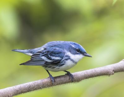 image of cerulean warbler