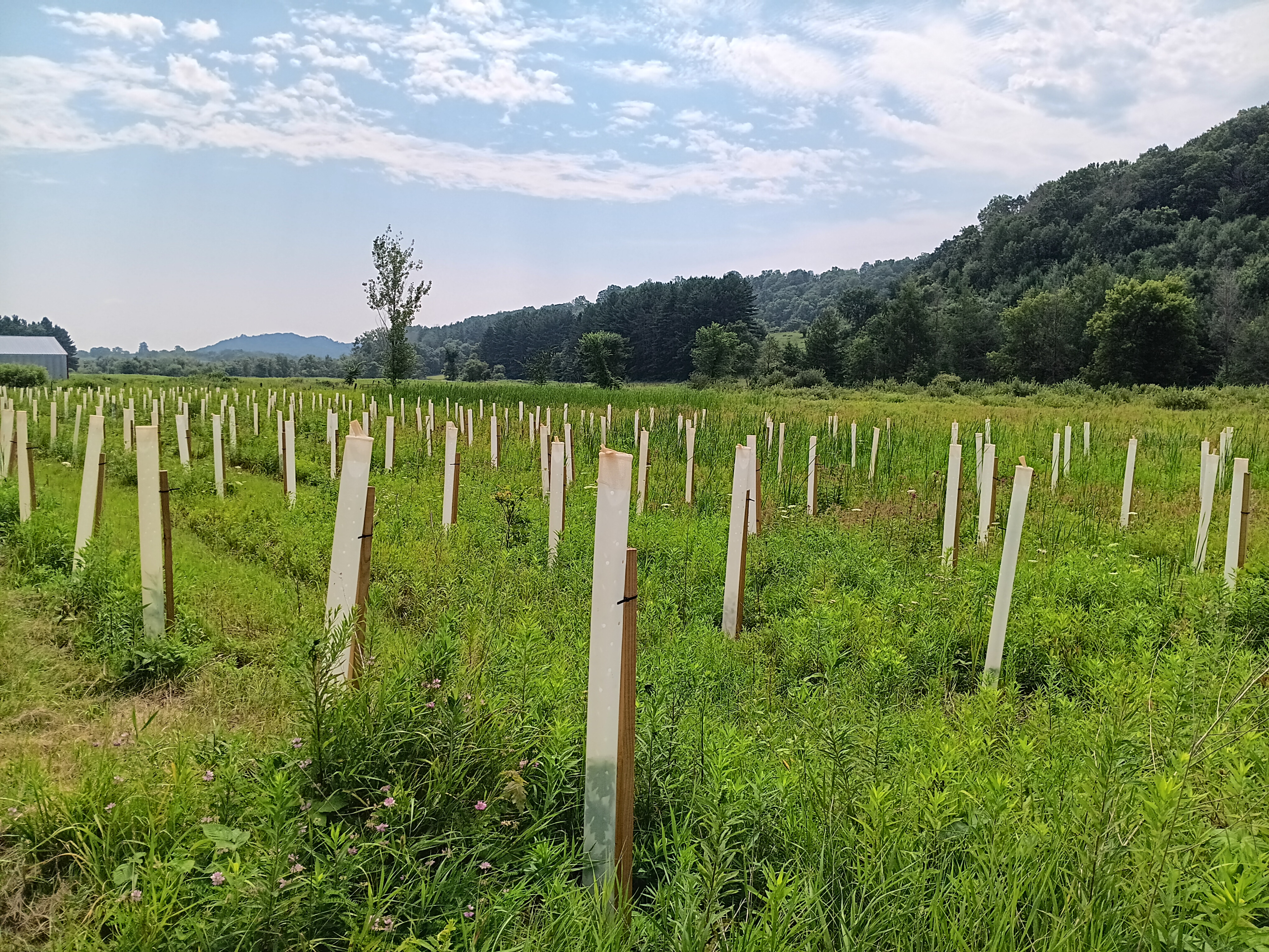 tree planting