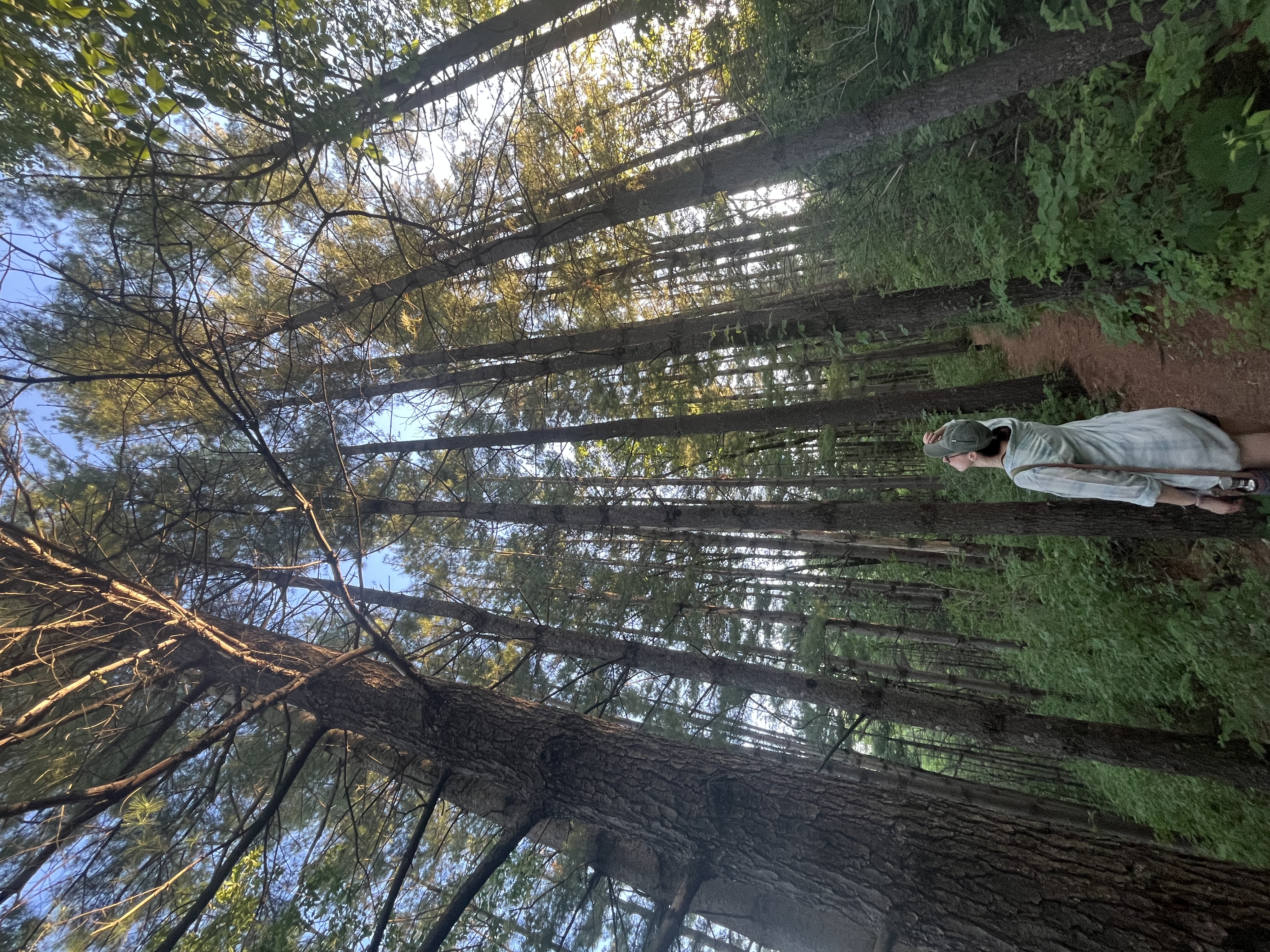 trees