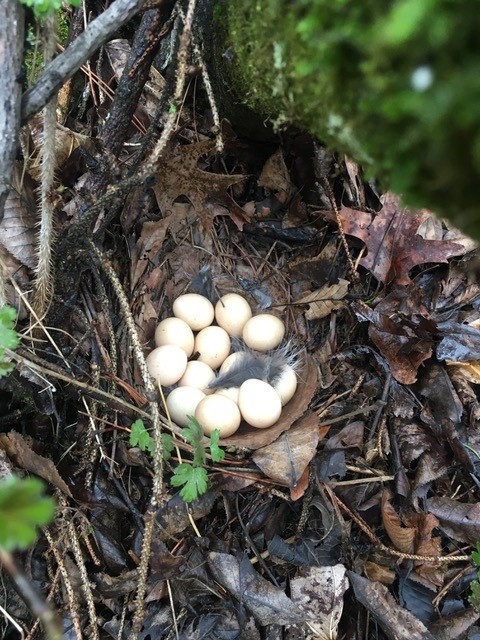 grouse eggs