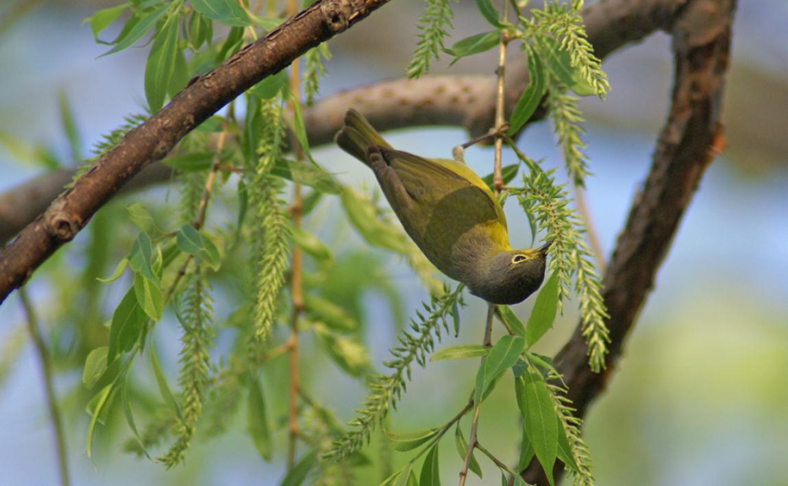 nashville warbler