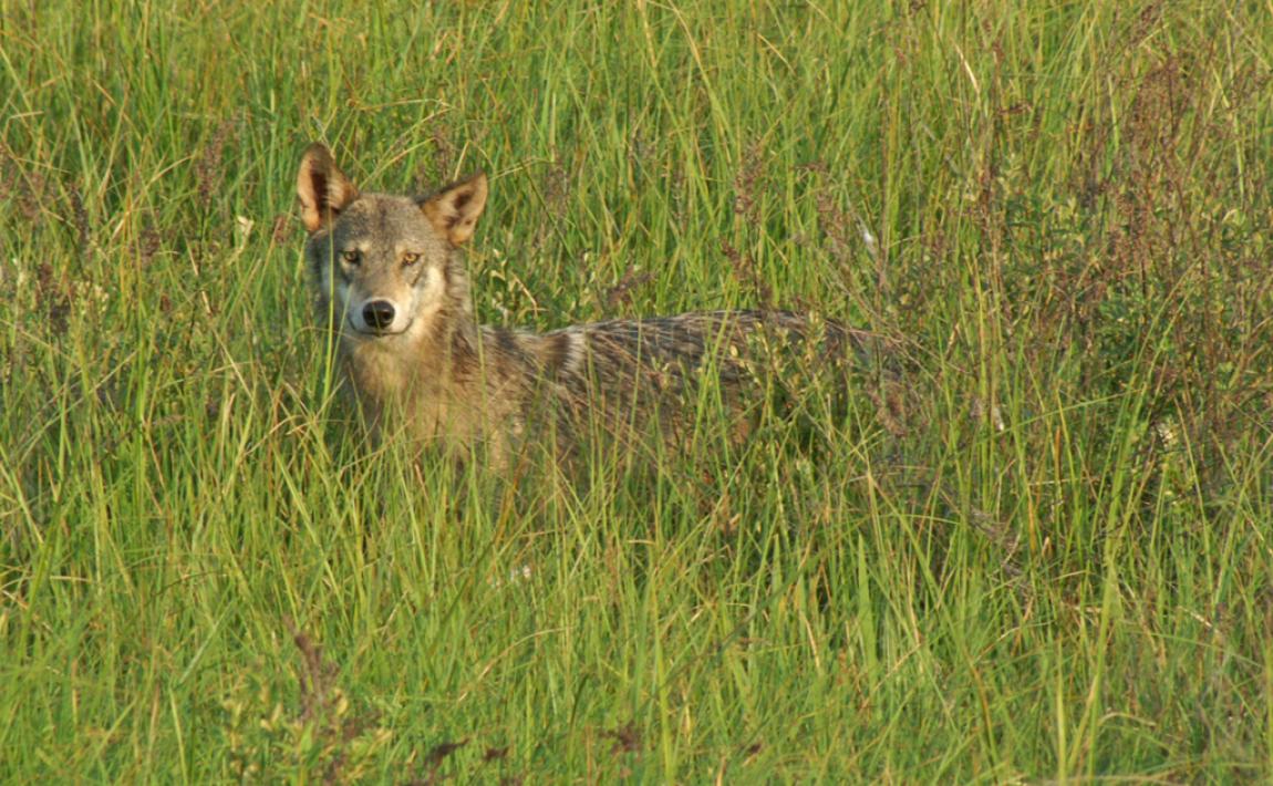 The Wolves of Wisconsin's Central Forest Mississippi Valley Conservancy