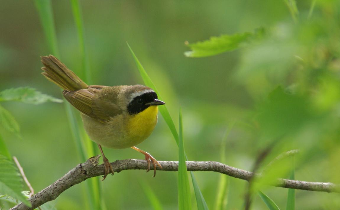 Common Yellowthroat