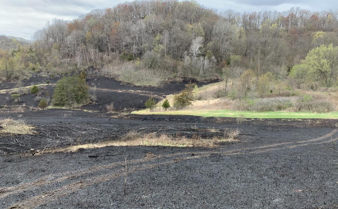 after prairie burn at TCSNA