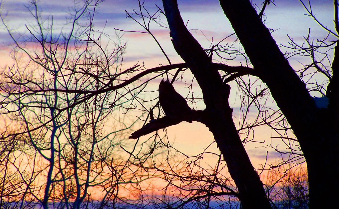 Great horned owl