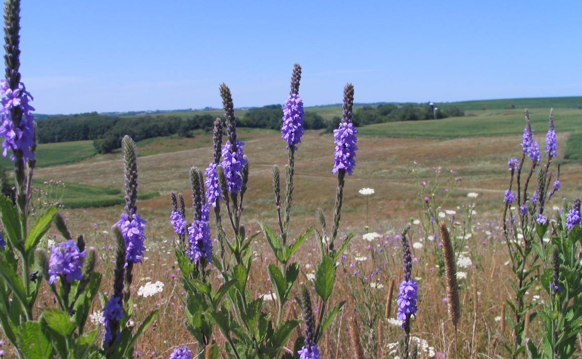 Oregon Prairie Campground: Your Gateway to Wildflower Wonders