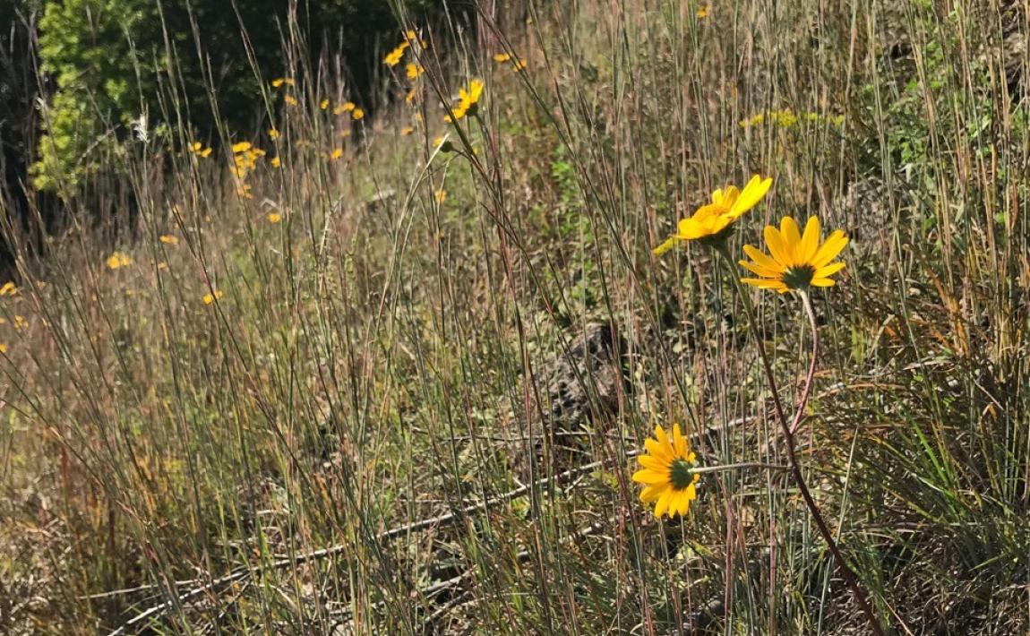 prairie Boscobel Bluffs