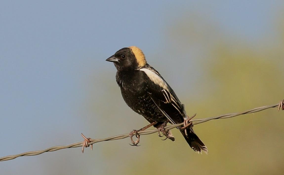 Bobolink by Dan Jackson