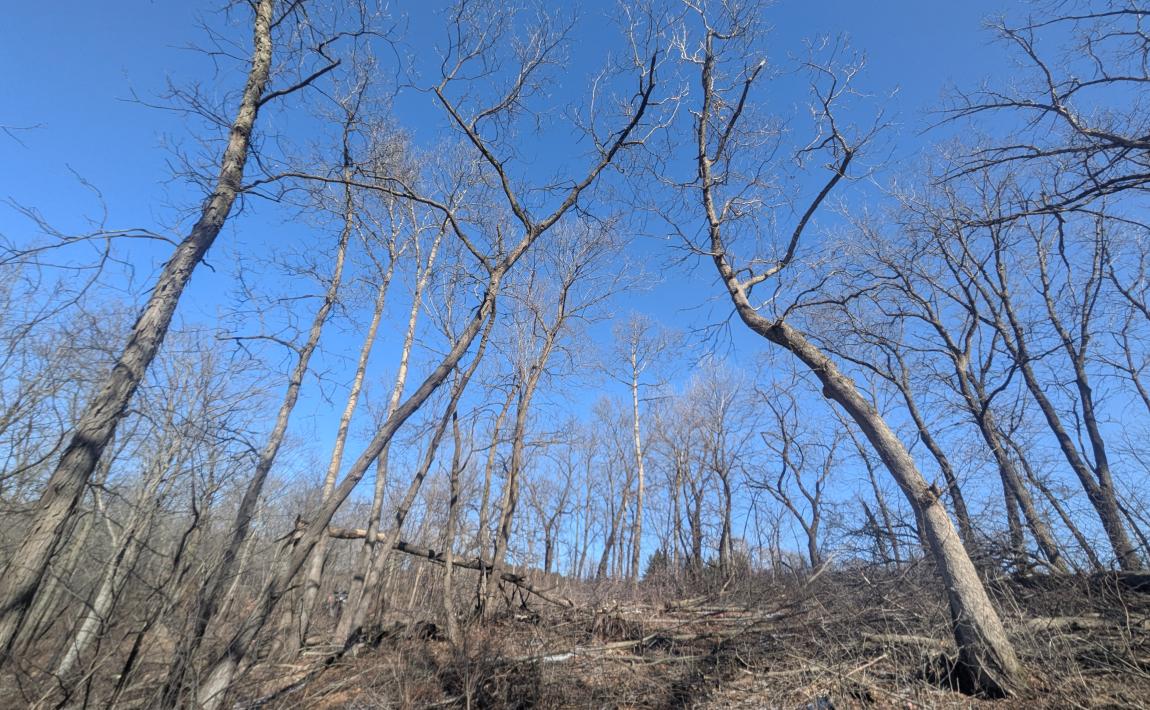 forest health