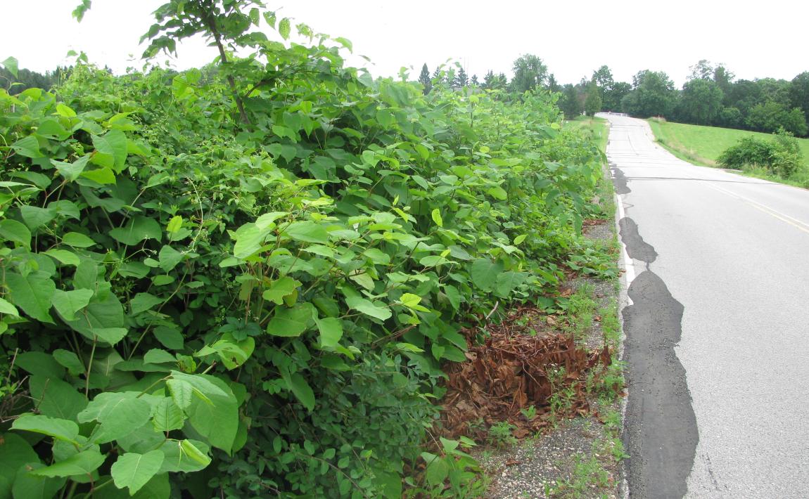 knotweed