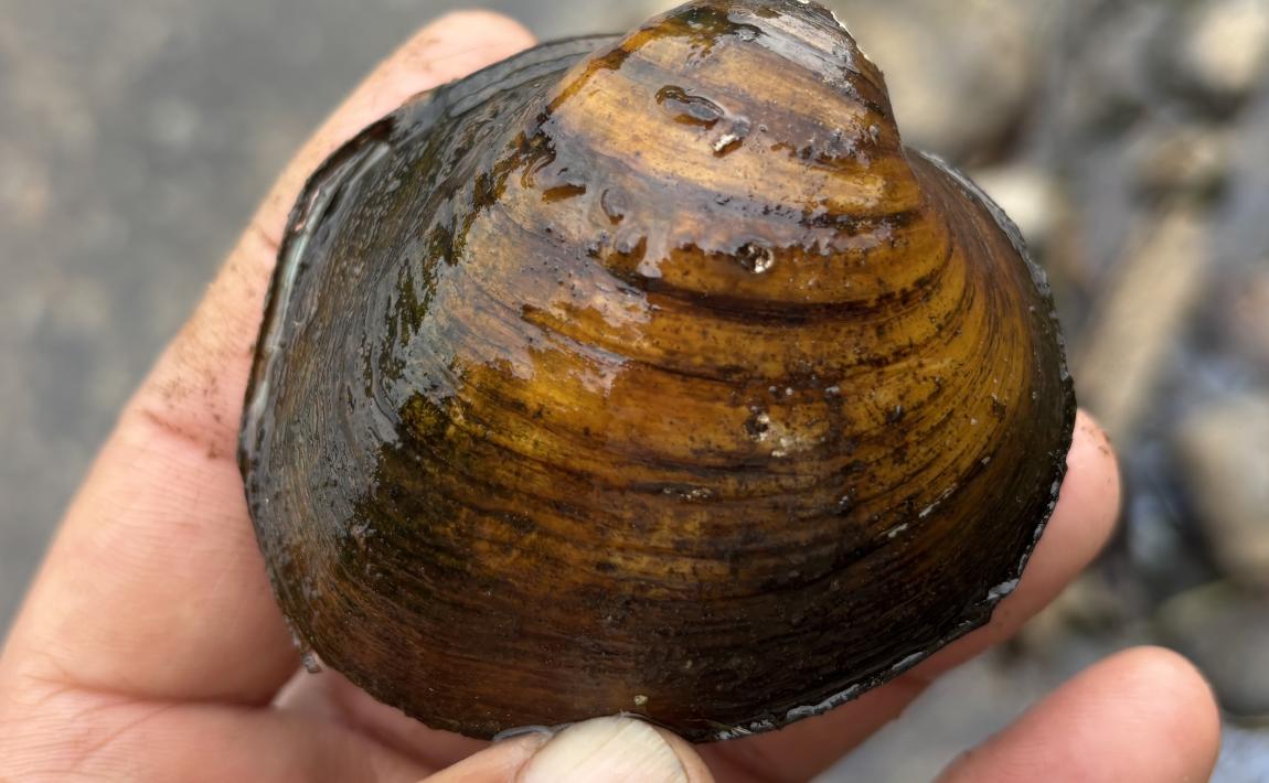 mussel