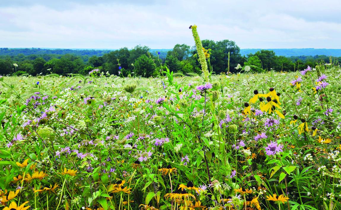 prairie