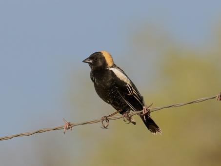 Bobolink by Dan Jackson