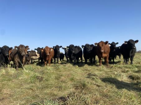 cattle