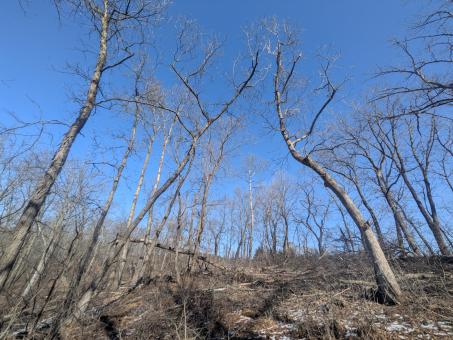 forest health