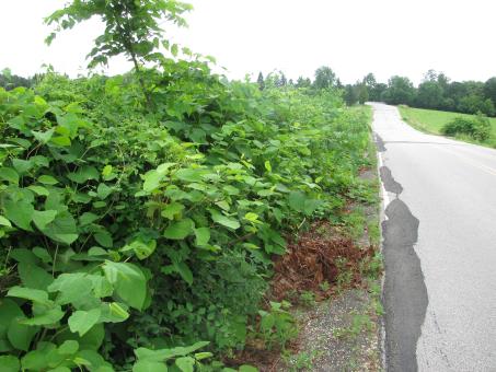 knotweed