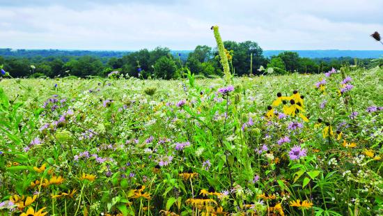 prairie