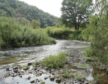 Trout stream