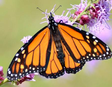monarch butterfly by Tom Rhorer