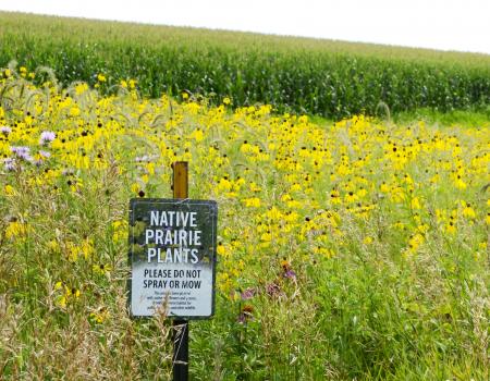 Prairie strips contour crops on the Van Dyke farmland