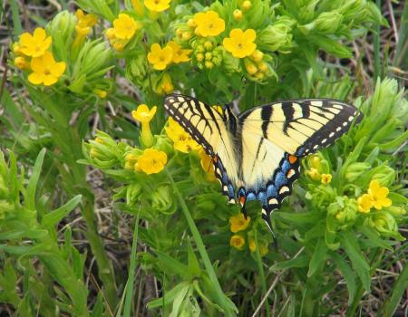 Tiger swallowtail on puccoon at at Holland Sand Prairie