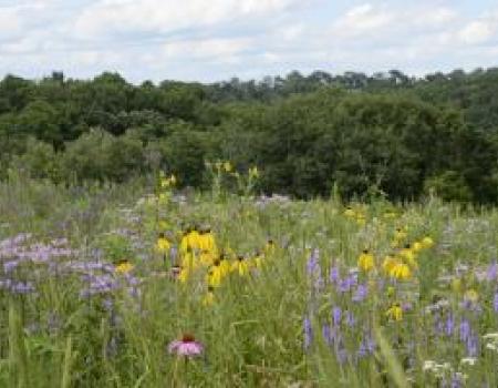 prairie planting