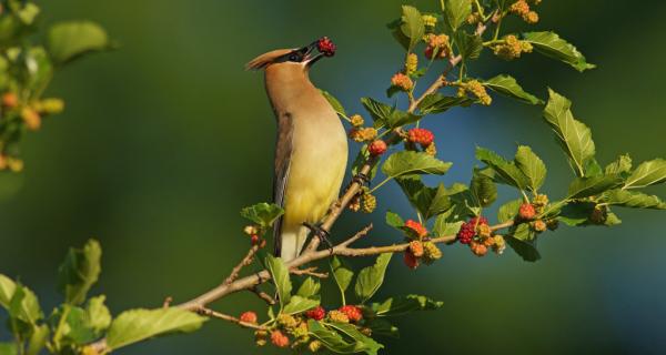 cedar waxwing