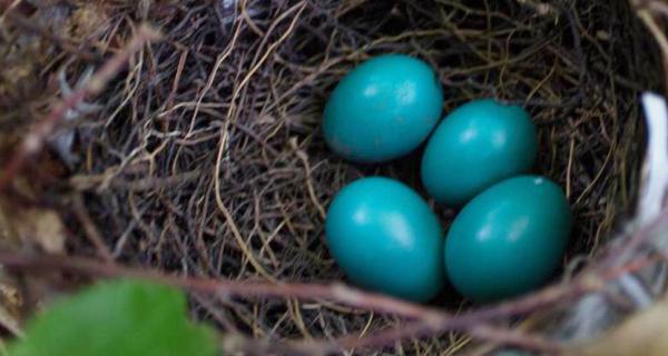 nest eggs