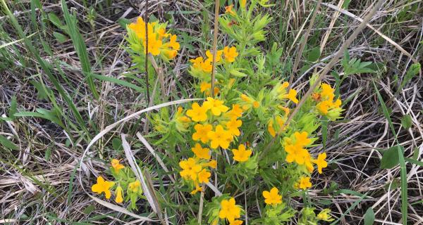 hairy puccoon