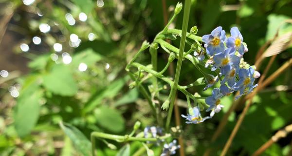 Forget me not