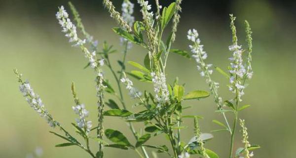 Sweet clover