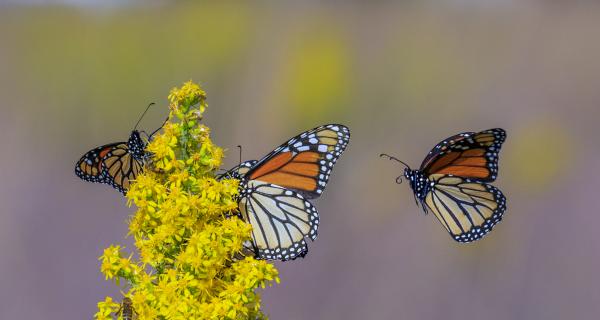 Monarchs