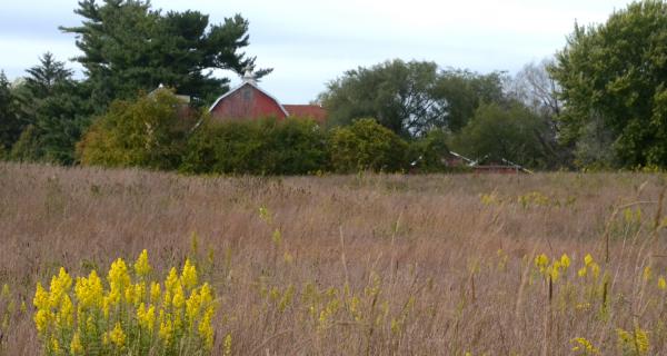 New Amsterdam Grasslands goldenrod
