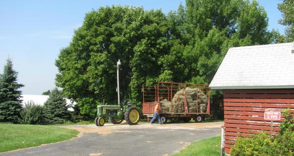 Farmyard scene