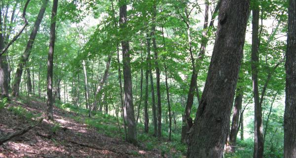 Forest in Vernon County