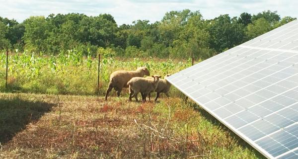 solar panel with sheep