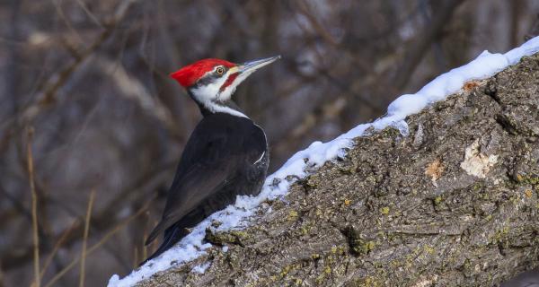 image of pileated woodpecker