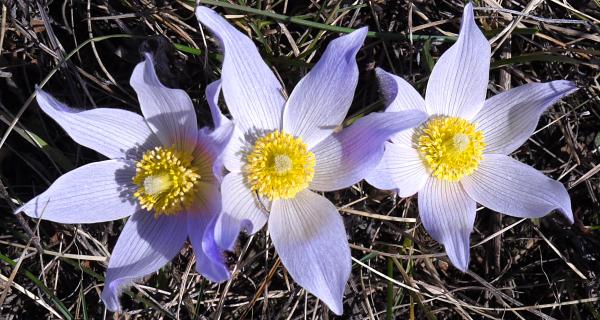 pasqueflowers