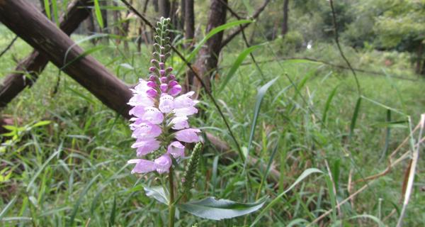 wildflowers at Plum Creek Conserv Area