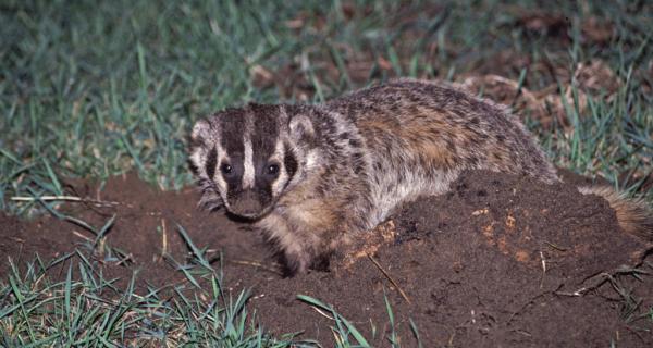 Badger photo by A. B. Sheldon