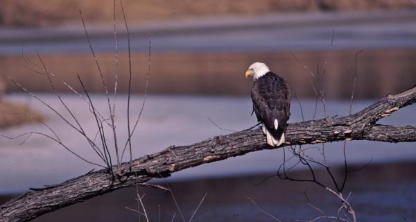 eagle photo by Allan Blake Sheldon