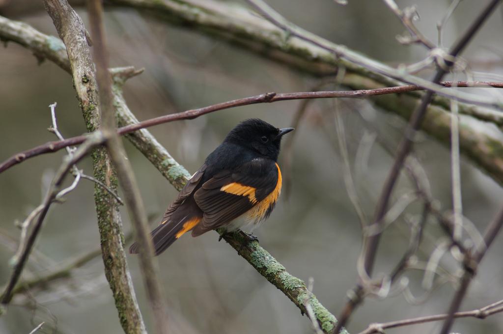 American redstart