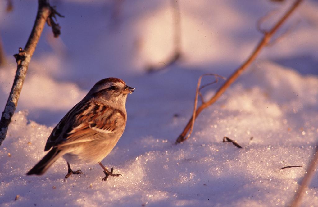 American tree sparrow