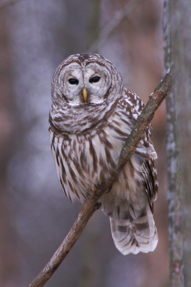 Barred owl