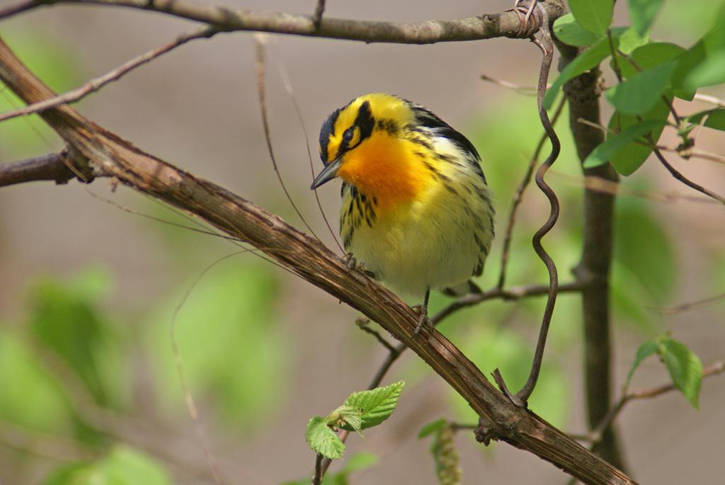 Blackburnian warbler