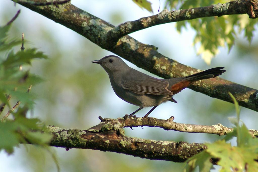 Gray catbird