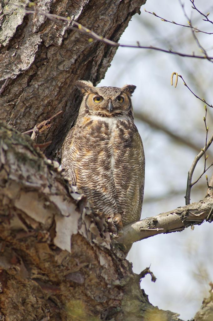 Great horned owl