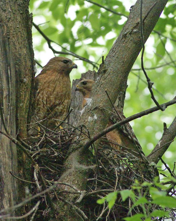 Red-shouldered hawks